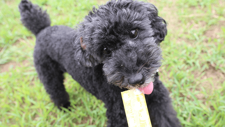 ヘルシーおやついぬ寒天ゼリーグルコサミン配合ミルク味 犬サプリ おやつゼリー Dogpad And Life